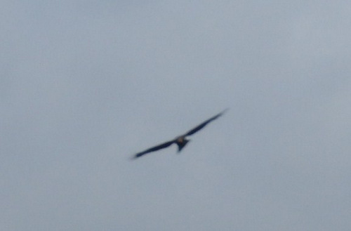 A Wahlberg Eagle has full flaps and is steering with the elevator.